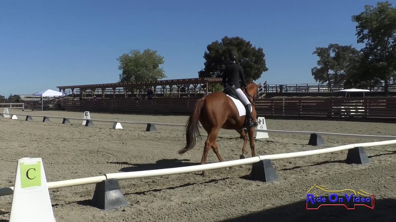athletenschmiede 186D Michaela Maroney on Harbour The Truth JR Training Dressage Woodside Oct. 2019