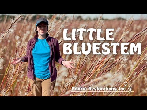 Видео: Little Bluestem Information - Как вырастить Little Bluestem на лужайках и в садах