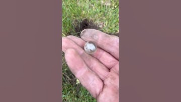 Minelab Manticore Marble Find #shorts #minelab #manticore #metaldetector #metaldetecting