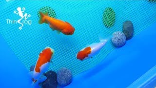 How to Breed Goldfish (Breeding Tank) (Ep.1)