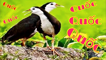 Tiếng Quốc mồi Chuẩn 100% không tạp âm