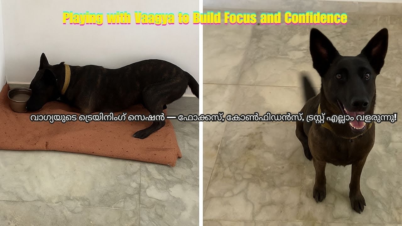 Dutch Shepherd puppy Vagya — drive building and play session🐾 Building focus, confidence