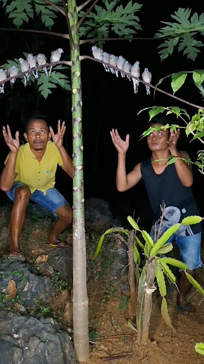 Begini cara nangkap burung bergerombol