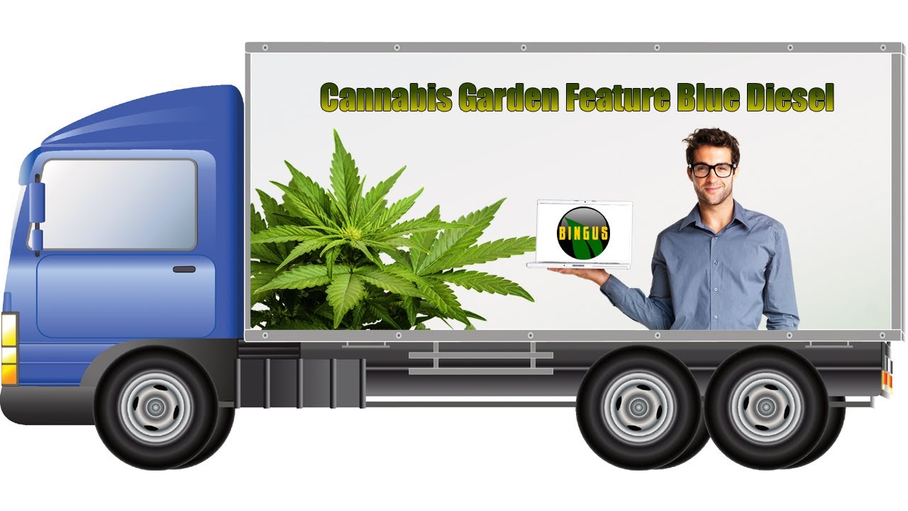 Cannabis Garden Feature Blue Diesel