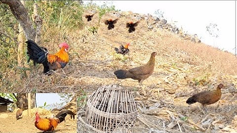 Poj qaib xeev lau dhia ceev qua zoo tiag tiag. Gà mái gọi trống bây nhanh như mấy bây B52