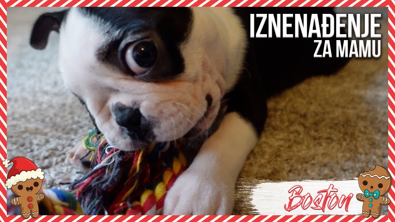 NOVI ČLAN PORODICE | Vlogmas 08