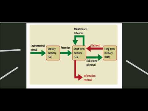 multi store model of memory Free essay: lara wainwright as psychology outline and evaluate the multi-store model of memory (12 marks) there are three parts of the multi-store model of. multi store model of memory Free essay: lara wainwright as psychology outline and evaluate the multi-store model of memory (12 marks) there are three parts of the multi-store model of.