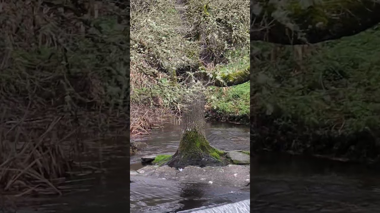 Relax. Fluye con el río. Liberación.