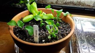 Basement Gardening