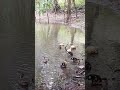 CUANTOS PATITOS TIENE LA PATA?