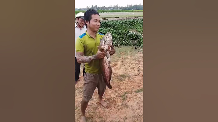 Có ai câu được và nhìn thấy cá lóc 8,6kg chưa?