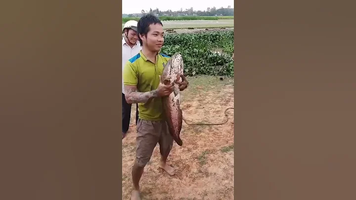 Có ai câu được và nhìn thấy cá lóc 8,6kg chưa?