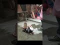 MOTHER DUCK PROTECTING HER YOUNG