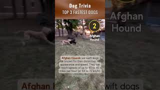 Top 3 Fastest Dogs  Dog Fact Trivia | #shorts #dogs #doglover #fastest  #dograce #dogtrivia