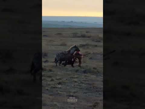 Breakfast On The Go #Wildlife | #ShortsAfrica | #Septdailyshorts  @robtheranger