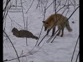 Яркий фильм о животных Приморского Сафари-парка на 17 минут