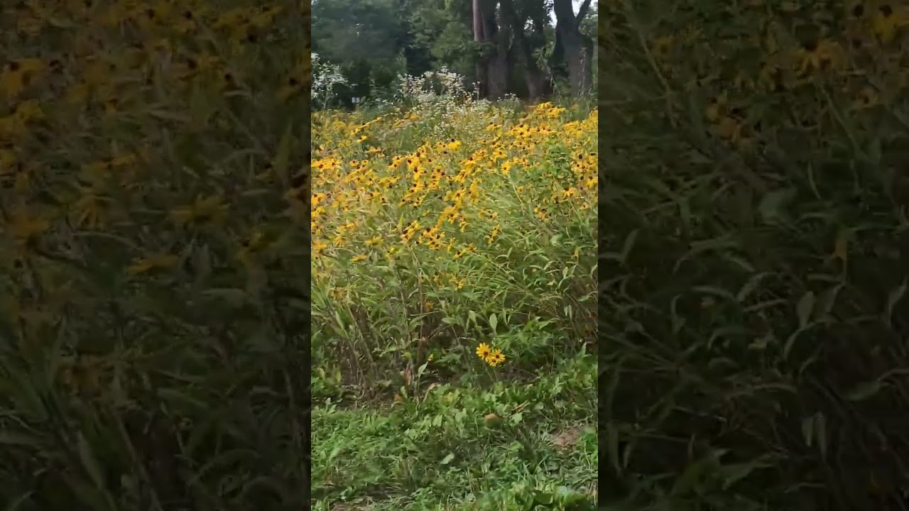 Yellow Wild flower fields 