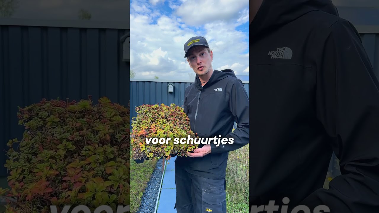 Wat zijn sedum cassettes?