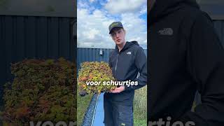 Wat Zijn Sedum Cettes?