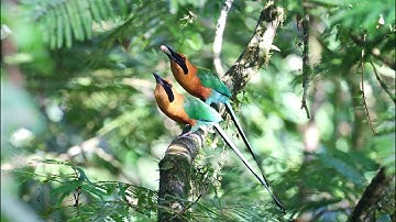 Birding Costa Rica 1 (HUMMINGBIRDS, MOTMOTS, TROGONS, QUETZALS, TANAGERS and many more)