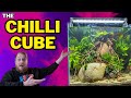 New fish room scape simple chilli rasbora  epiphytes how to step by step guide planted tank