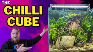 New FISH ROOM scape! simple CHILLI RASBORA & EPIPHYTES (How To: Step By Step Guide, Planted Tank) by Fish Shop Matt 48,687 views 5 months ago 33 minutes