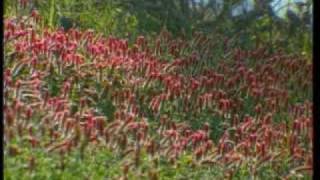 Harun Yahya   01 Answers from the Qur'an 1 www aswatalislam net screenshot 3