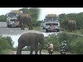 Wild elephant searching for food inside a bus !