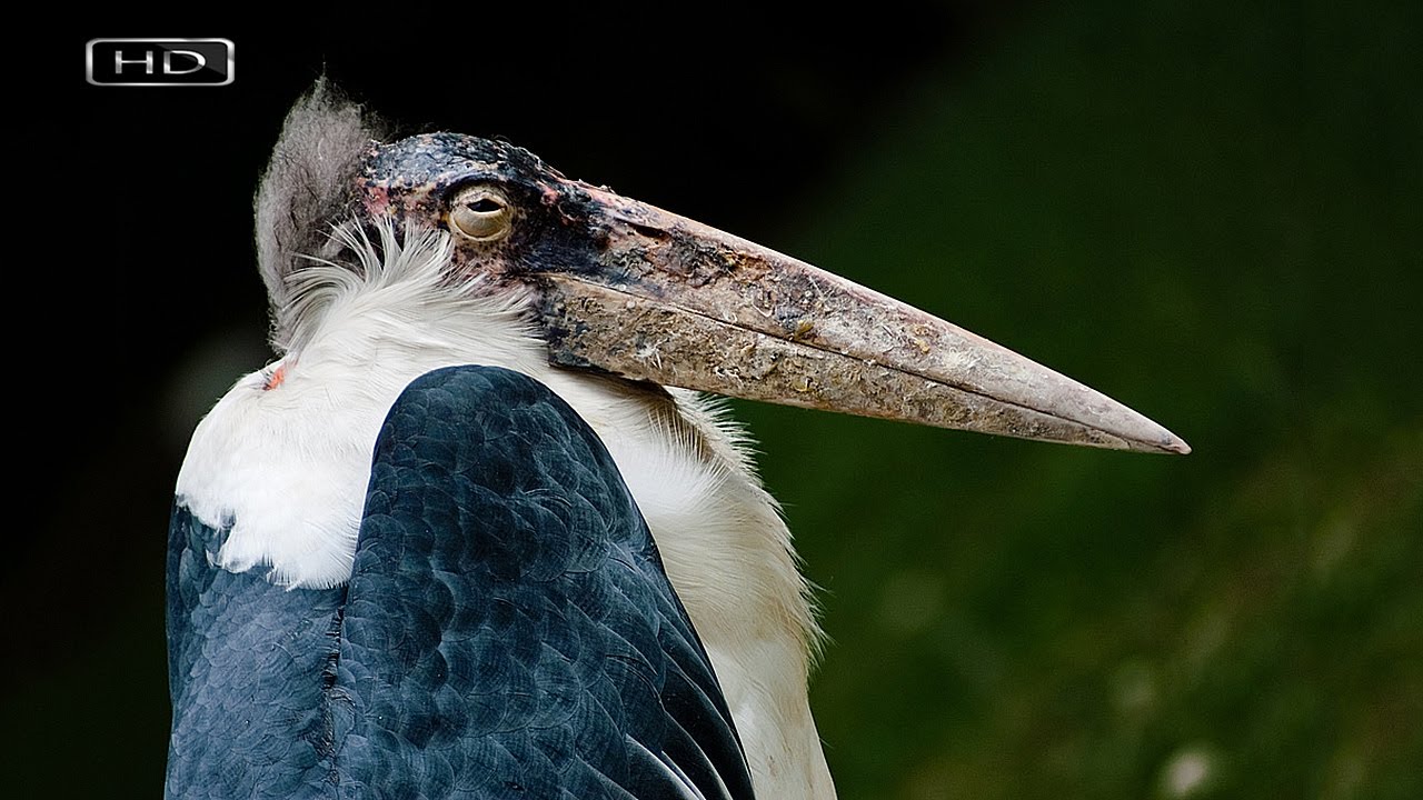 Горбатый гробовщик с тремя волосинками на голове и ледорубом вместо ...