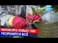 Черенкуйте только так!  Укоренится всё