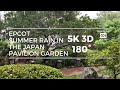 Epcot Summer Rain in the Japan Pavilion Garden (5K 3D 180°)