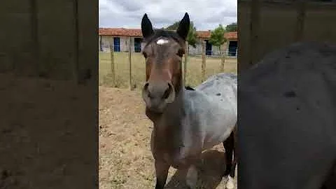 O que significa cavalo pé duro?