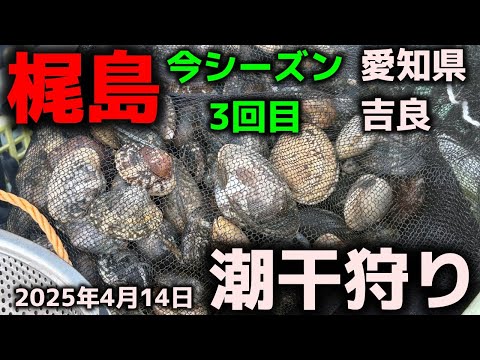 Clamming] Kajishima, third time this season! April 14, 2025, Kira