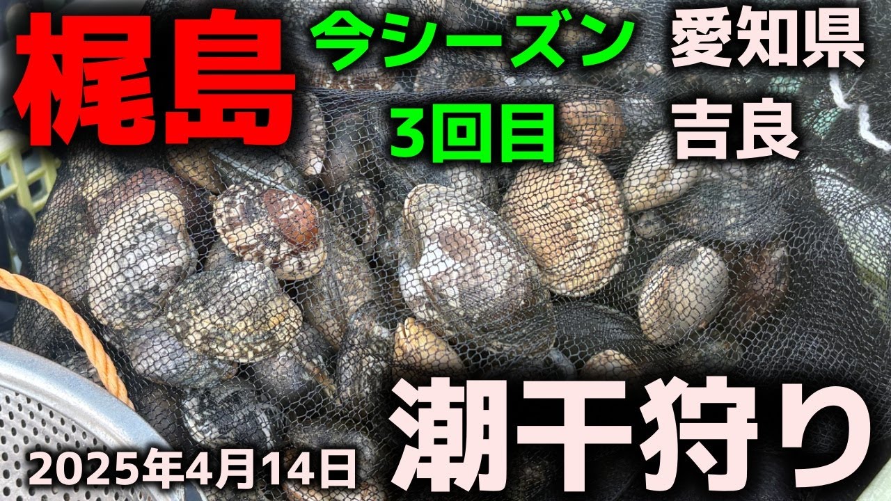 Clamming] Kajishima, third time this season! April 14, 2025, Kira