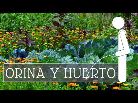 Video: Orina en el jardín: información sobre el fertilizante de urea