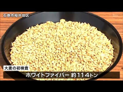 県内一産地で大麦の初検査「品質は例年並み」健康志向の高まりで「収穫量は200トン増」宮城・石巻市