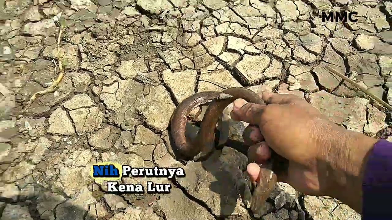 MANCING BELUT DITAMBAK STRIKE GACOR