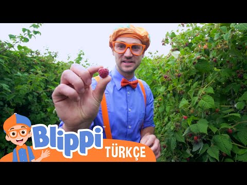 Blippi Bir Ahududu Fabrikası Keşfediyor | Blippi Türkçe - Çocuklar için eğitici videolar | Türkçe