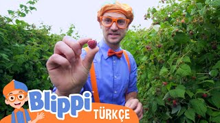 Blippi Bir Ahududu Fabrikası Keşfediyor | Blippi Türkçe - Çocuklar için eğitici videolar | Türkçe