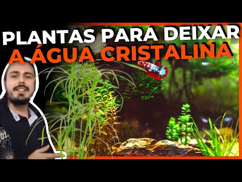 Vídeo: Amêijoas de água doce: um invertebrado subutilizado