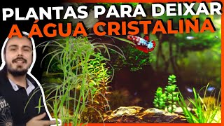 🔴ESSAS PLANTAS VÃO DEIXAR SEU AQUÁRIO COM A ÁGUA CRISTALINA! |Mr. Betta|