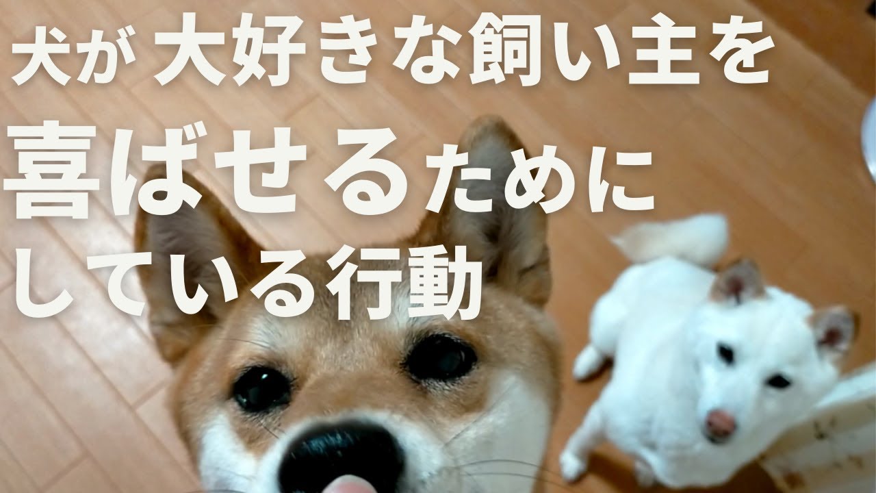 犬が大好きな飼い主を喜ばせるためにしている行動 音声解説 Youtube 犬が大好きな飼い主を喜ばせるためにしている行動 音声解説 Youtube