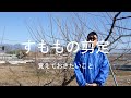 すももの剪定　覚えておきたいこと