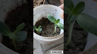 how to grow sunflower seeds with soil mix #sunflowerseeds #shortsvideo #ytshorts