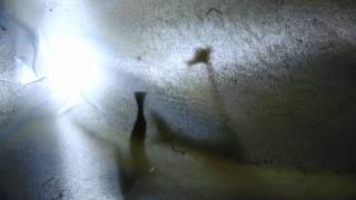 Kathryn Williams & The Pond - The River