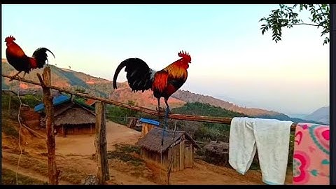 ดูไก่ต่อ Saib qaib dib seb nej pua nyiam nawb