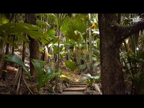 Vallée de Mai on Praslin (Seychelles)