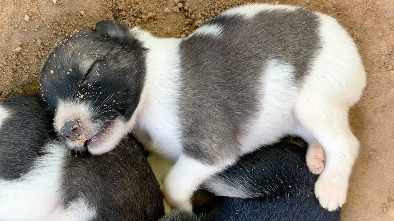 Newborn Puppy Crying Sound YouTube