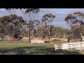 Susie Q Novice run at Pingelly 2021