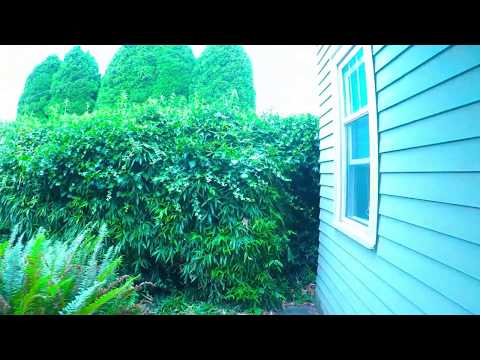 3415 NE 50th St, Seattle, WA home video tour